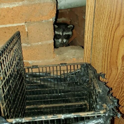 Madison Raccoons Nesting In Home, Attic, Raccoon Trapping, Exclusion