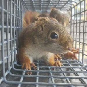 Squirrels in a Trap