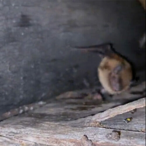 Madison Bats In Soffit, Removal And Exclusion Of Bats